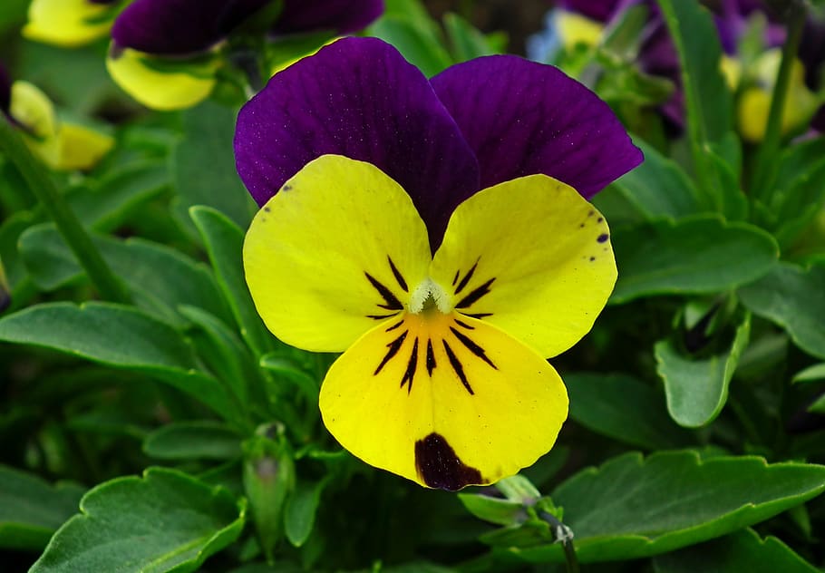 pansy, flower, spring, garden, nature, the petals, colorful HD wallpaper