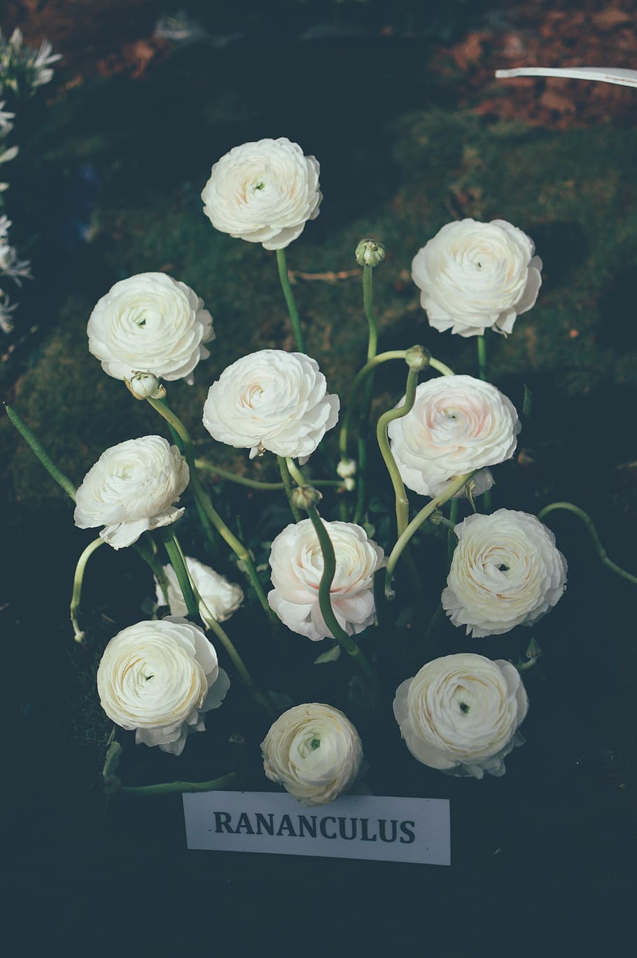 white petaled flowers, plant, flowering plant, beauty in nature HD wallpaper
