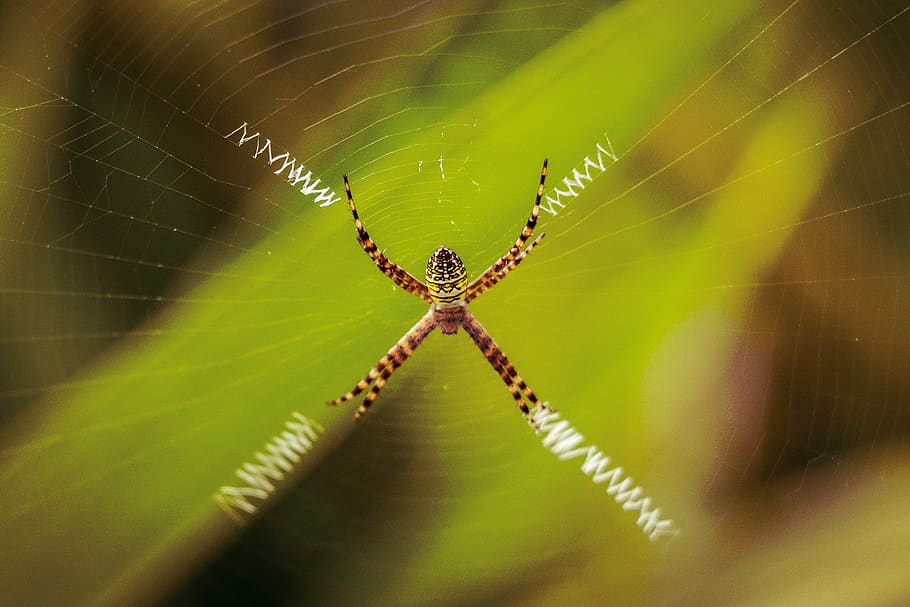 spider, wild life, web, green, wallpaper, zigzag, breed, photography, HD wallpaper