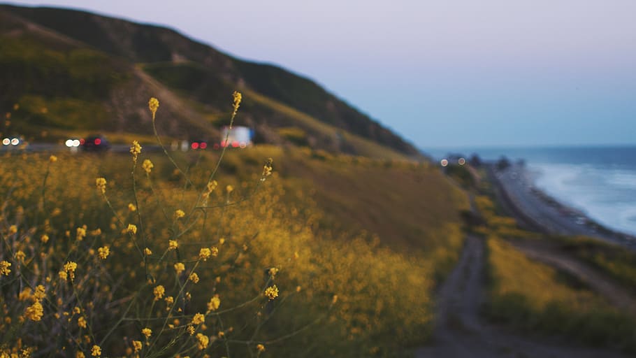 pch, california, sunset, beach, poppies, 101 highway, socal HD wallpaper