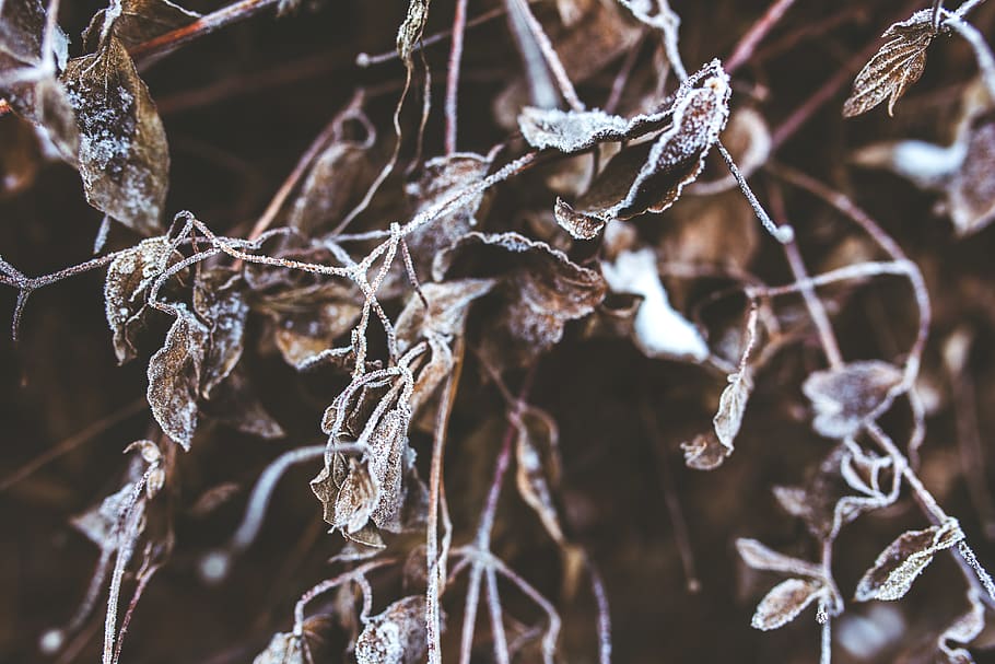 Frozen branches and withered leaves, close, cold, crystal, frost HD wallpaper