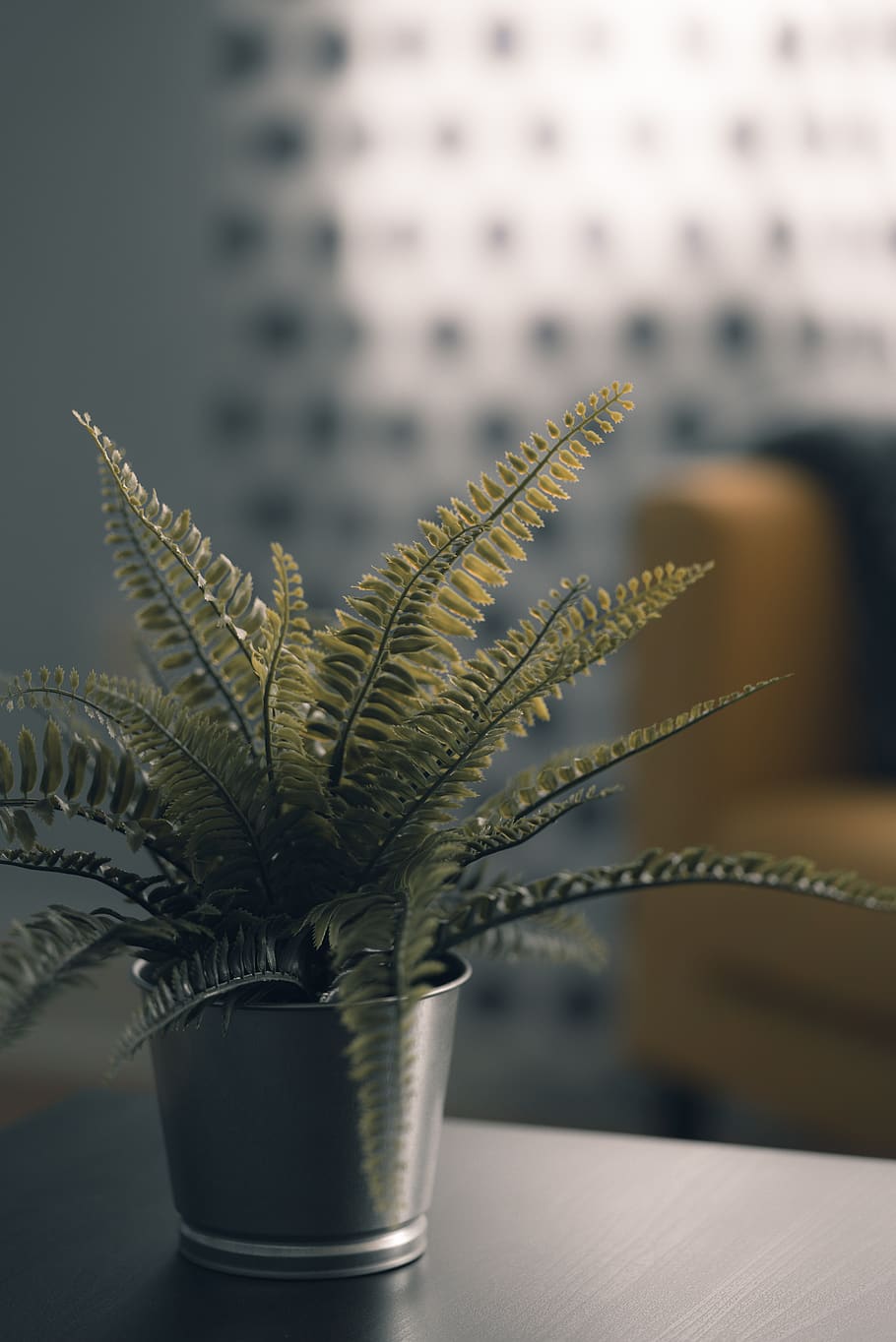 selective focus photograph of fern plant on silver pot, pottery, HD wallpaper