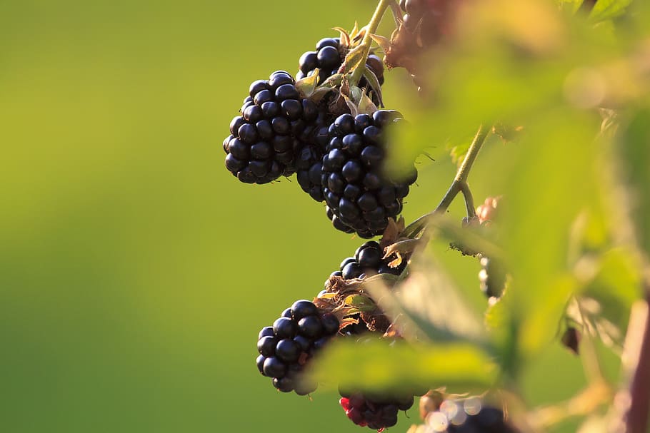 blackberries, fruit, ripe, healthy, fresh, vitamins, food, delicious, HD wallpaper