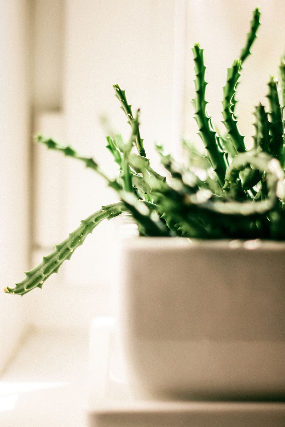 green, windows, tree, cactus, plant, selective focus, close-up HD wallpaper