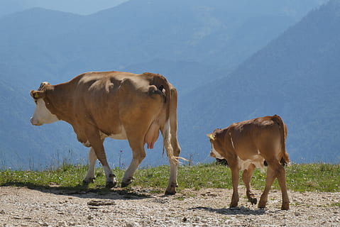 cows, alps, meadow, alpine, mountains, grazing, landscape, grass HD wallpaper