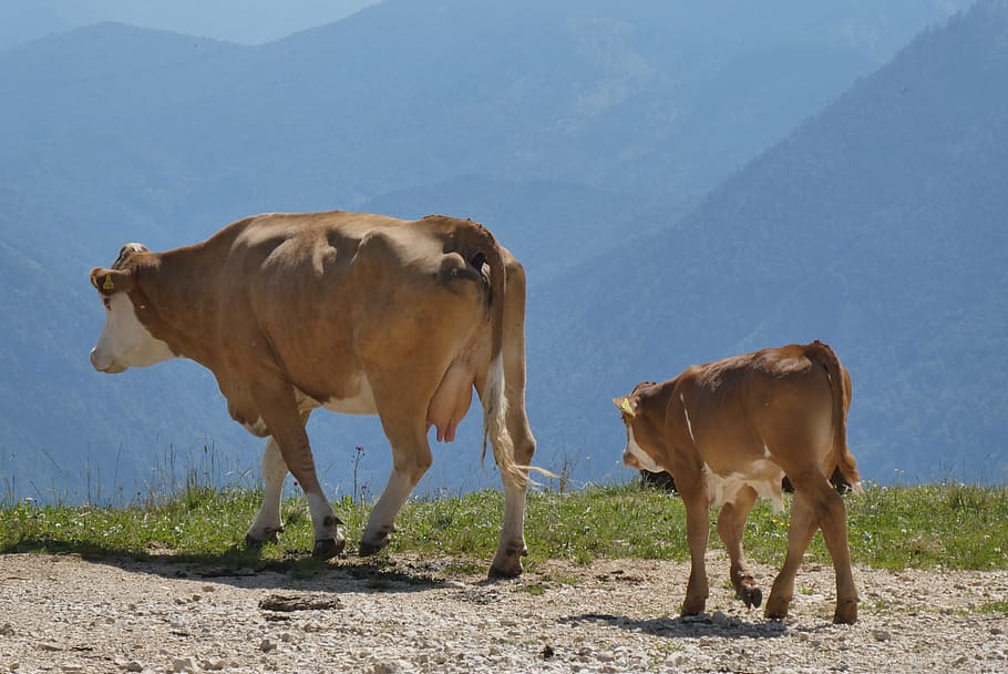 cows, alps, meadow, alpine, mountains, grazing, landscape, grass HD wallpaper
