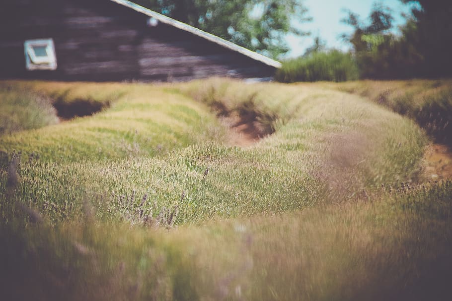 green grass field, plant, lawn, launceston, lavender farm, australia HD wallpaper