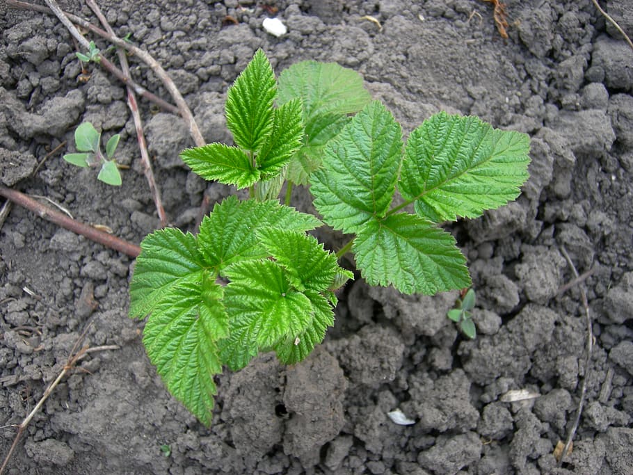 ukraine, nastashka, leaf, plant part, growth, green color, nature HD wallpaper