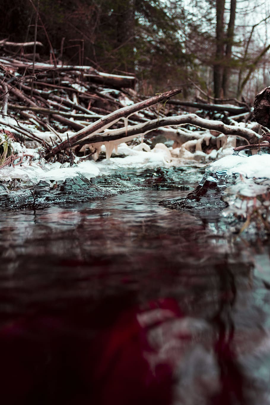 Close-up Photography of Body of Water Beside Tree Branches at Daytime HD wallpaper