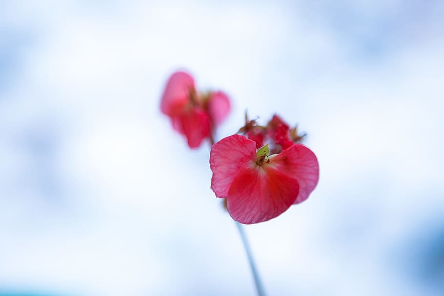 1080x1812px Free Download Hd Wallpaper Winter Bokeh Red