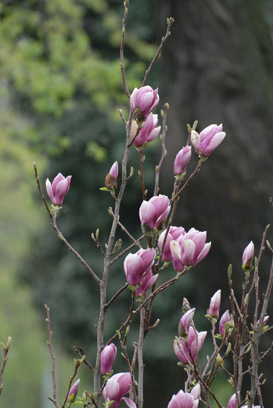 flower, spring, plant, blossom, botanical, pink, colorful, flowering plant HD wallpaper