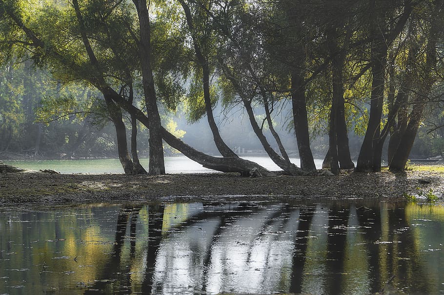 trees, water, nature, lying, landscape, waters, calm, reflection HD wallpaper