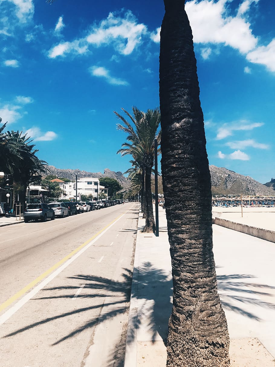 spain, port de pollença, sand, palm tree, beach, sea, blue skies HD wallpaper