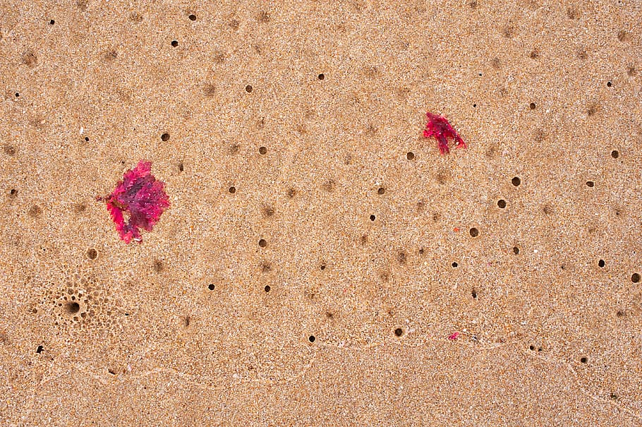 sand, outdoors, soil, flower, hole, red, texture, beach, pattern HD wallpaper