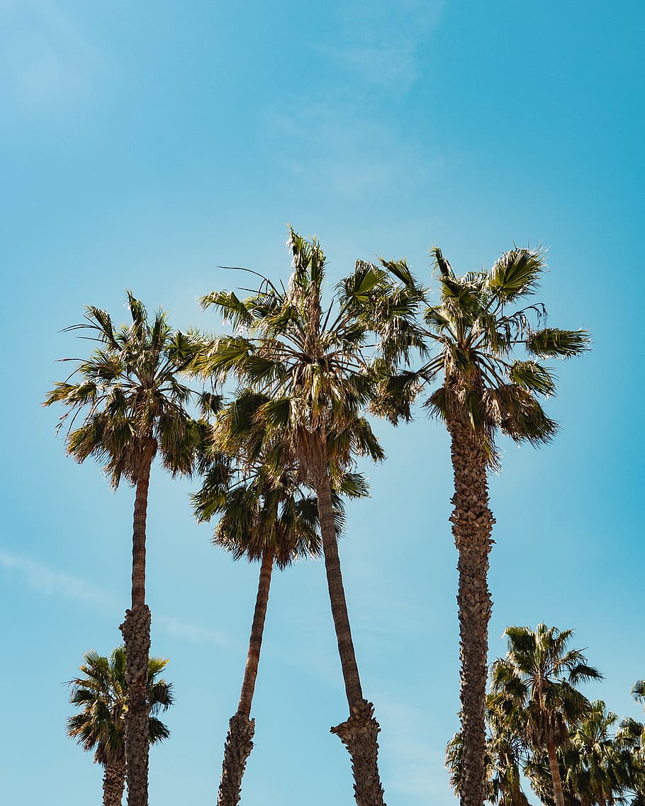 green palm trees under blue sky, tropical climate, plant, tree trunk HD wallpaper