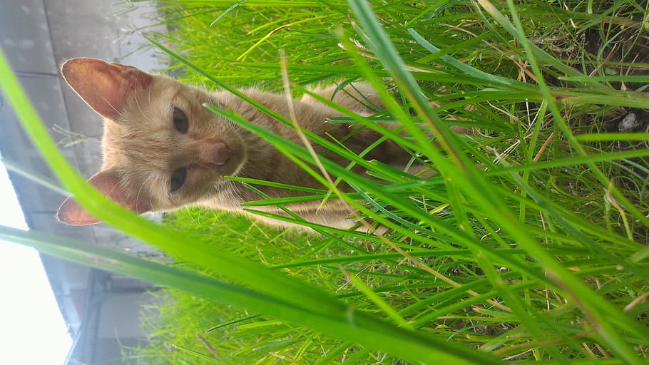 cat, grass, kitten, animal, pet, tame, twigs, animal themes HD wallpaper