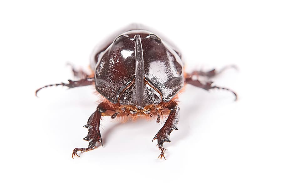 beetle, black, insect, closeup, nature, macro, animal, bug HD wallpaper
