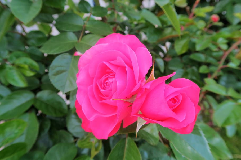 rose, red, roses, spring, nature, flower, plant, love, beauty HD wallpaper
