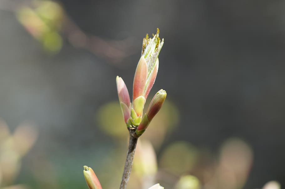 bud, spring, flower, nature, plants, tree, garden, flowers HD wallpaper