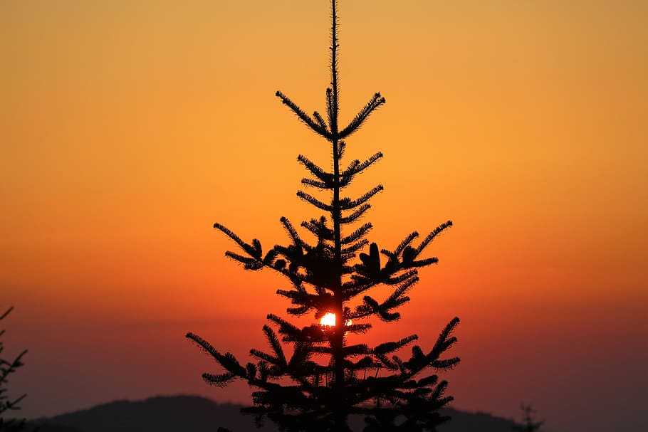 sunset, nature, pine, forest, landscape, sky, in the evening HD wallpaper