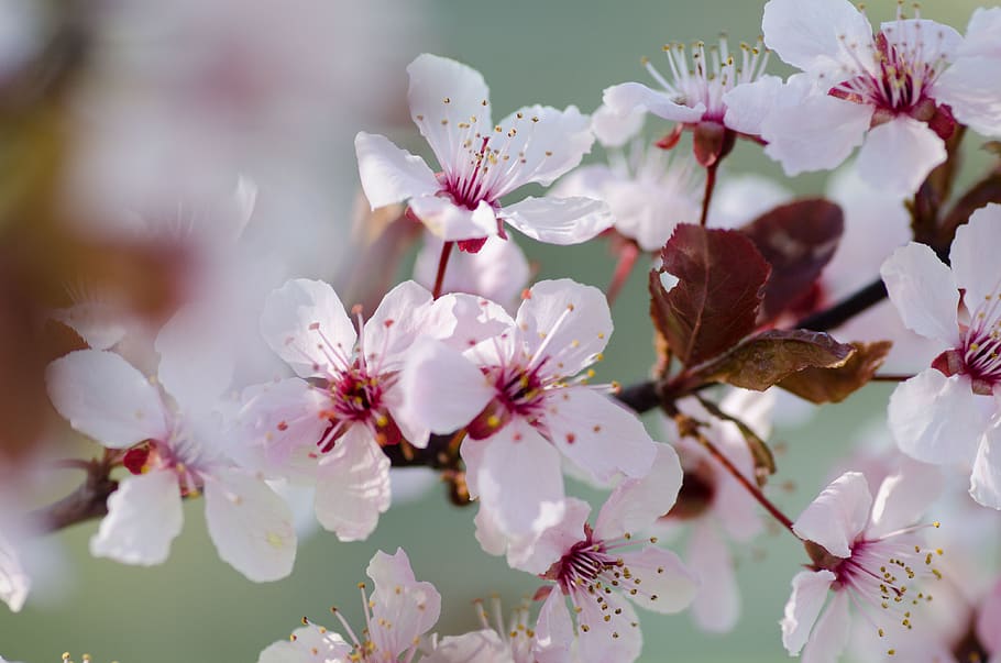 white petaled flowers, flowering plant, fragility, beauty in nature HD wallpaper