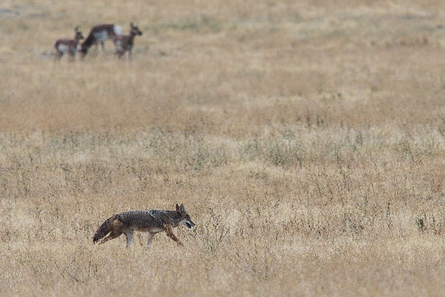 Four Animals of Grass Field, antelope, coyote, daylight, desert HD wallpaper