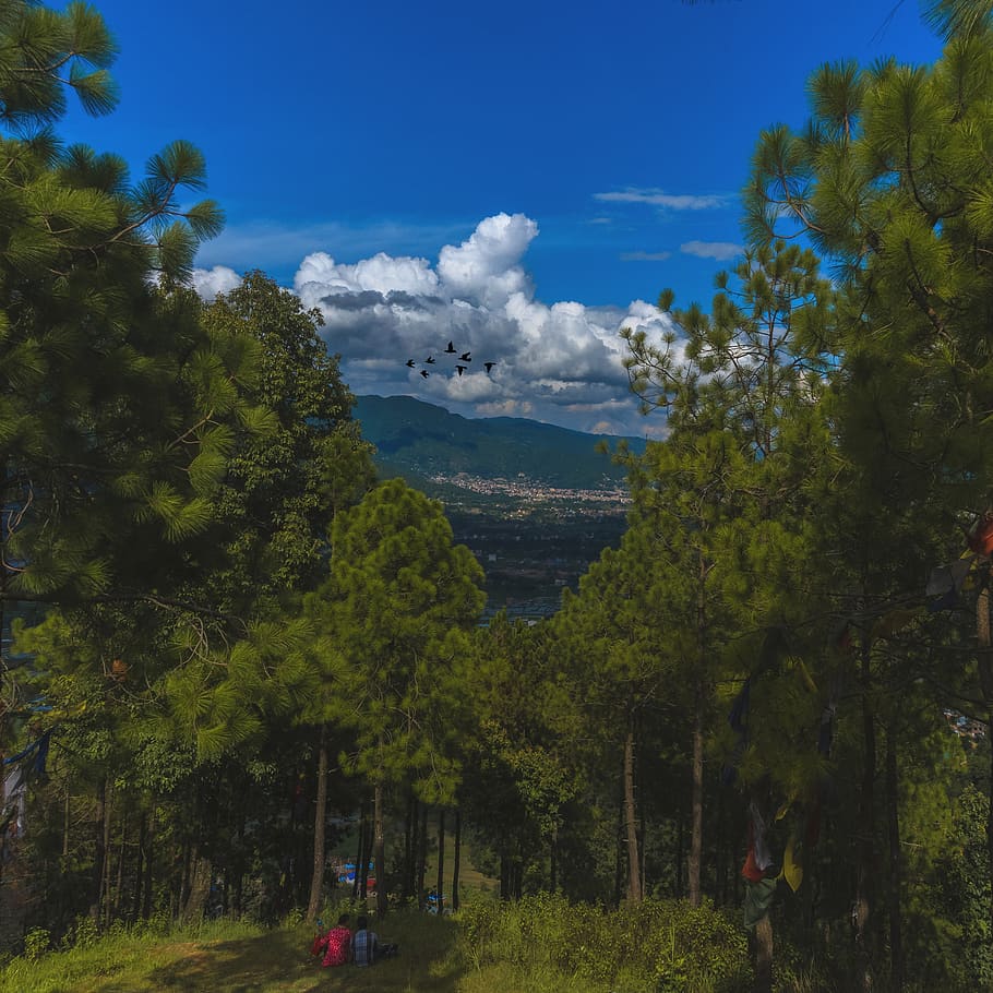 trees, forest, landscape, hills, clouds, birds, couple, love HD wallpaper