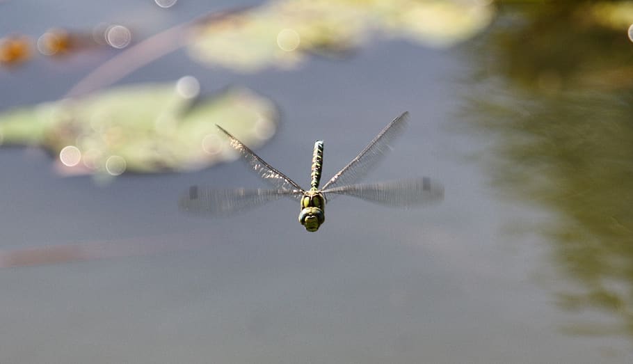 wing, flight, nature, waters, animal world, insect, lake, daylight HD wallpaper