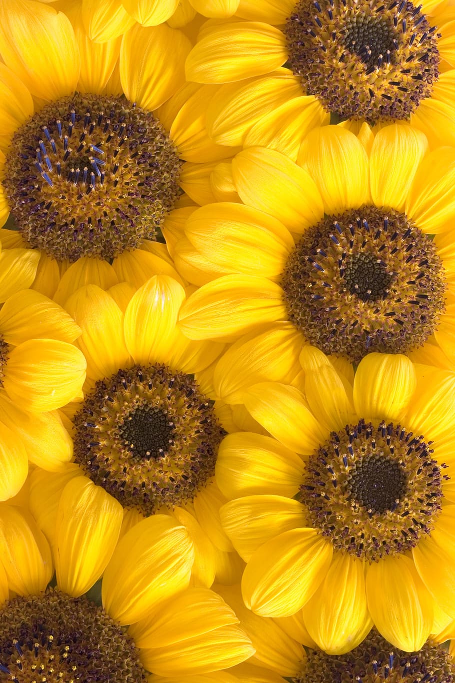 con2011, beautiful, bloom, blossom, bright, detail, flora, flower HD wallpaper