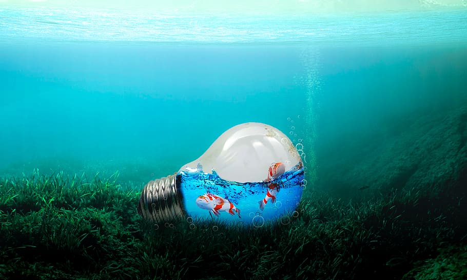 water, fish, ocean, underwater, blue, nature, sea, day, grass HD wallpaper