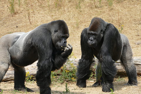gorilla, lowland gorillas, monkey, primate, fauna, wild, male HD wallpaper