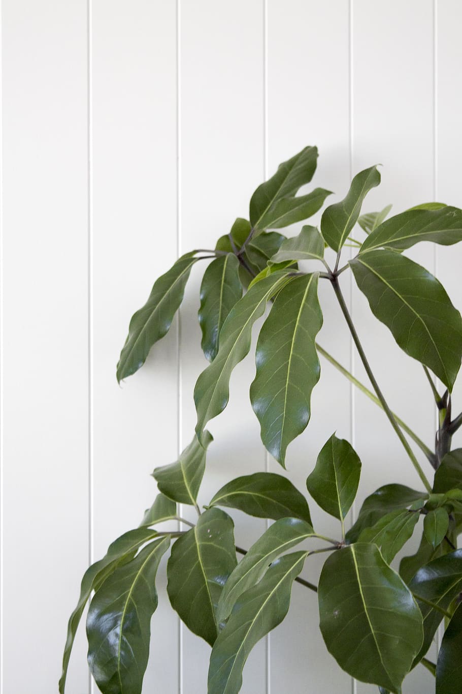leaf, plant part, green color, growth, indoors, nature, no people HD wallpaper