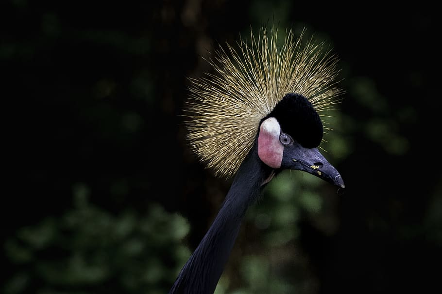 blue and black bird, animal wildlife, animals in the wild, one animal HD wallpaper