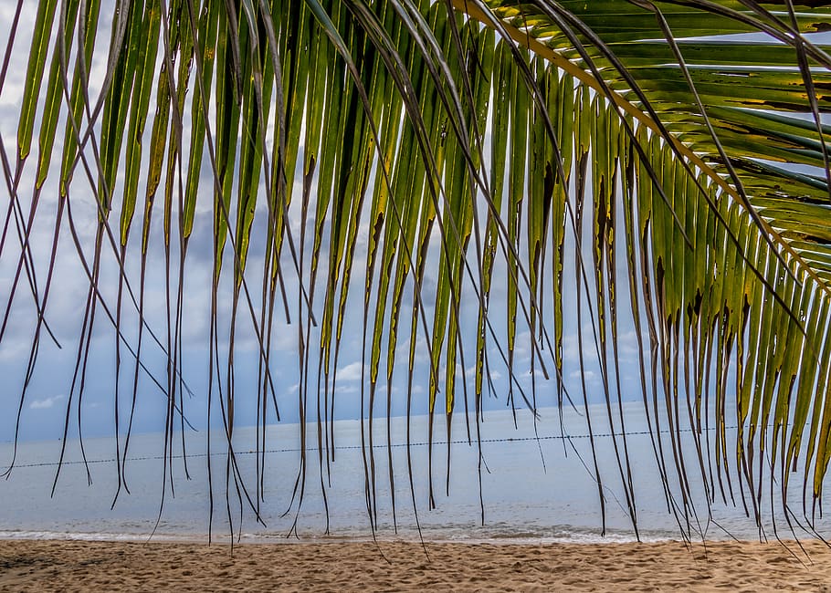 summer, tree, plant, palm tree, arecaceae, tropical, outdoors HD wallpaper