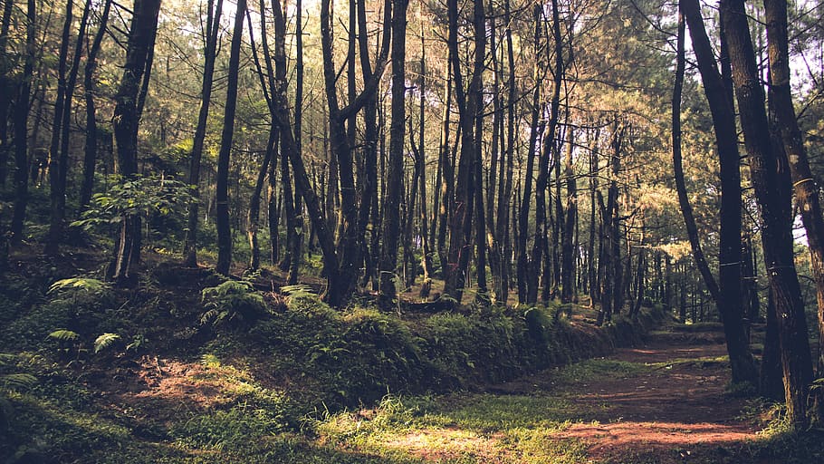 forest at daytime, vegetation, plant, woodland, nature, tree HD wallpaper