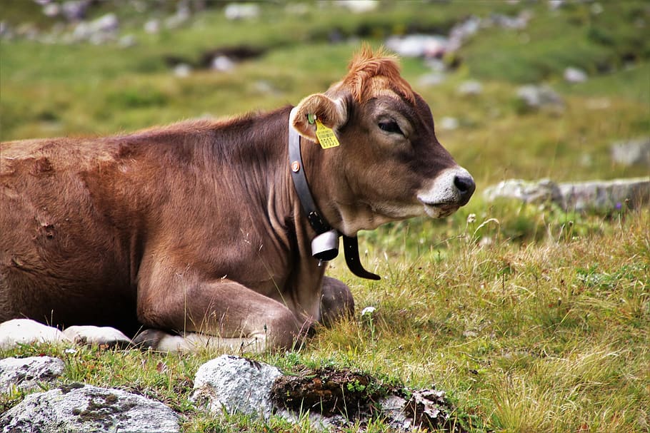 cow, cattle, animals, beef, meadow, alpine, brown, zombies HD wallpaper
