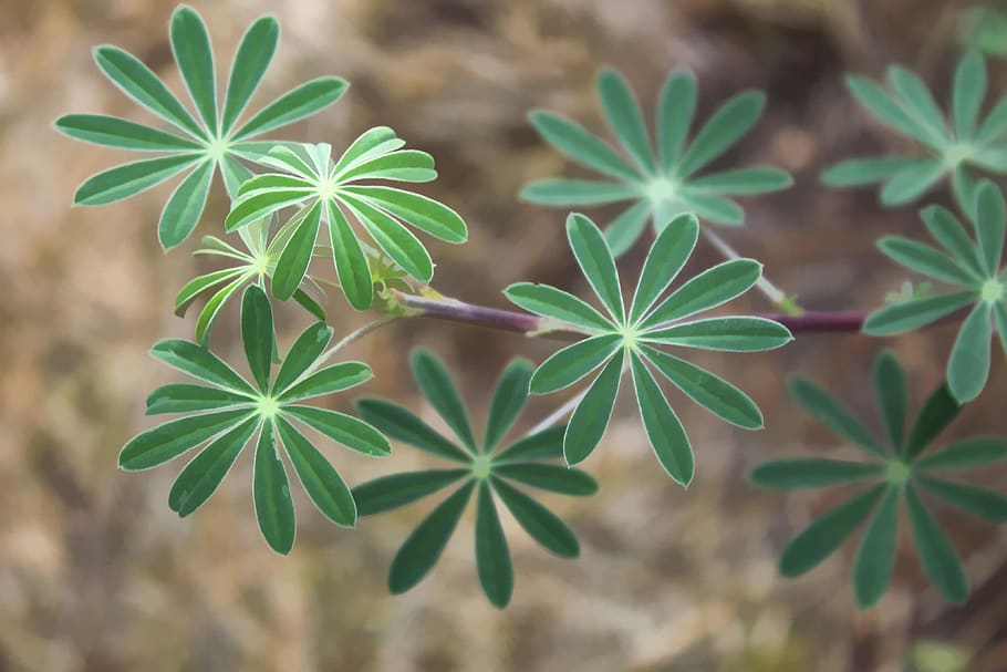 leaaves, plant, green color, leaf, growth, plant part, close-up HD wallpaper