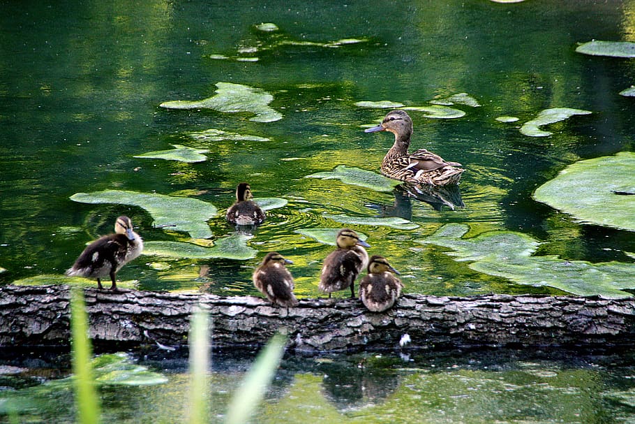 nature, animals, duck, bird, fauna, water, group of animals HD wallpaper