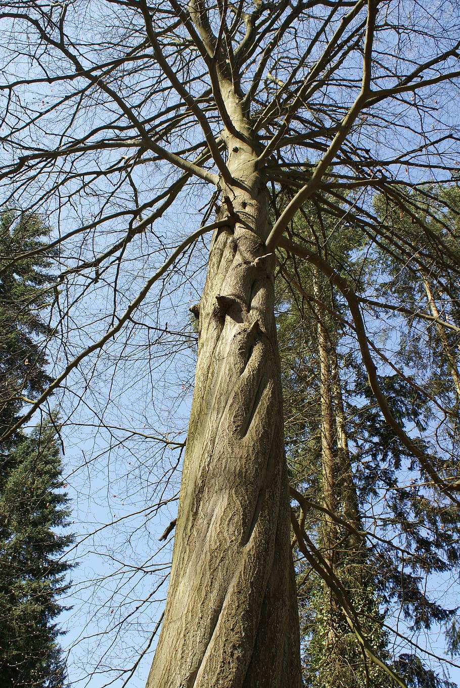 tree, nature, arboretum, forest, conifer, wood, environment HD wallpaper