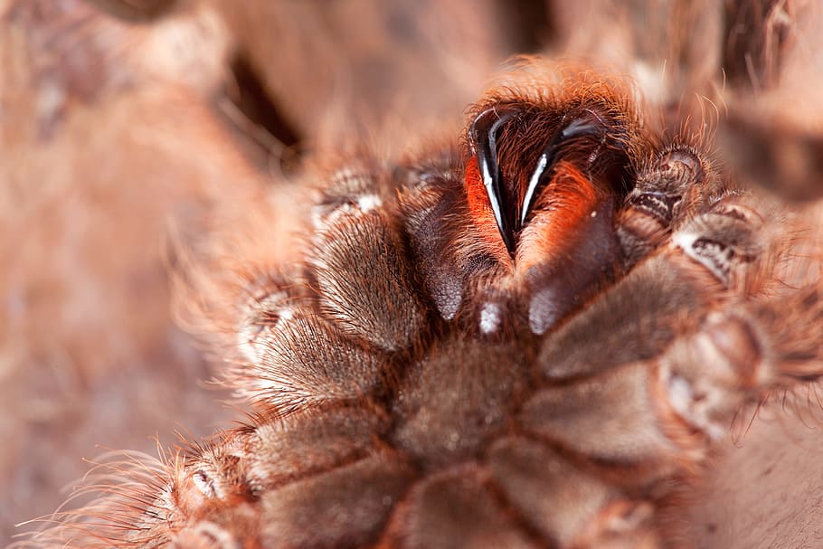 spider, macro, insect, animal themes, animal wildlife, one animal HD wallpaper