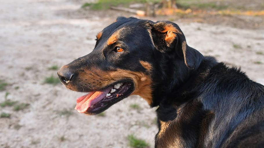 dog, beauceron, portrait, animal, head, profile, one animal, HD wallpaper