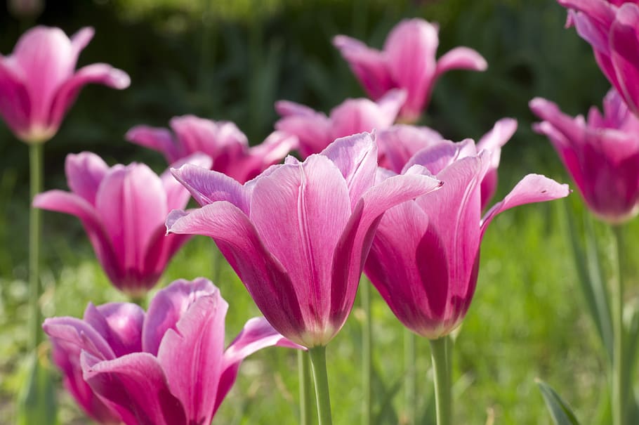 tulip, flower, spring, nature, red, blossom, orange, flora HD wallpaper