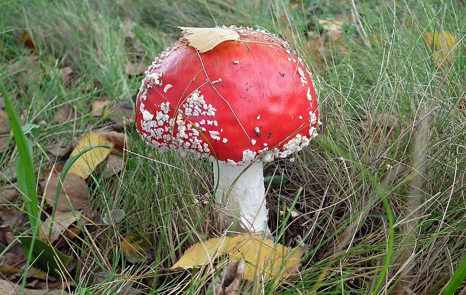 mushroom, amanita, fleece, red, forest, hat, spotted, nature, HD wallpaper