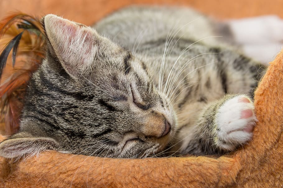 cat, small, sleeping, cute, kitten, animal, pet, sweet, charming HD wallpaper