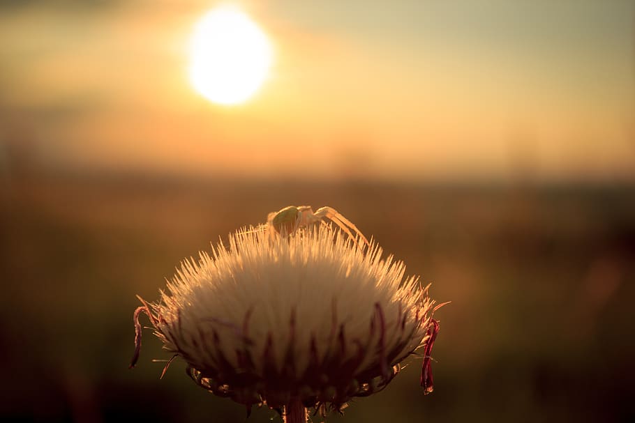 spider, flower, macro, detail, nature, close-up, insect, sun HD wallpaper
