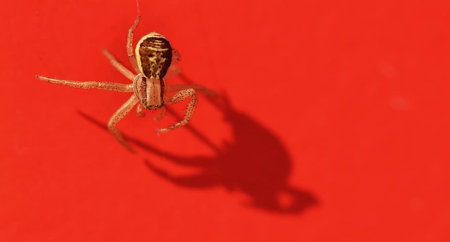 spider, macro, red, background, aggergakker, shadow, animal HD wallpaper