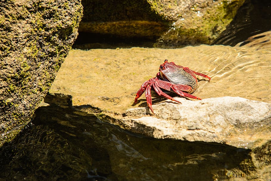 HD wallpaper: red crabs, invertebrate, insect, animal, sea life, food