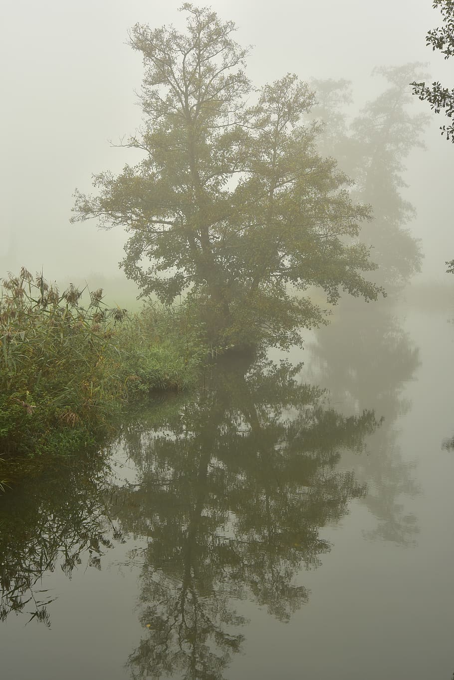 fog, river, bach, landscape, trueb, autumn, dark, trees, water HD wallpaper
