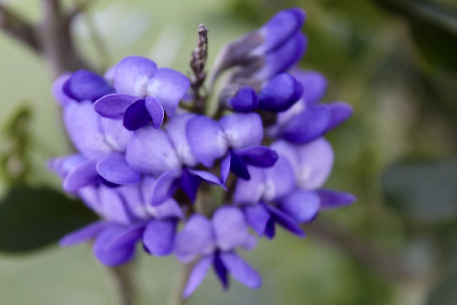 flowers, purple, flowering plant, freshness, beauty in nature HD wallpaper