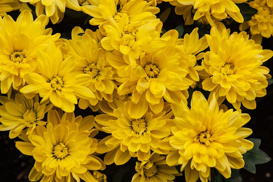 yellow-petaled flowers, flowering plant, vulnerability, fragility HD wallpaper